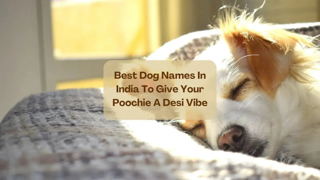 Best Dog Names In India To Give Your Poochie A Desi Vibe | Salty